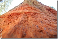 Sequoia-2-2