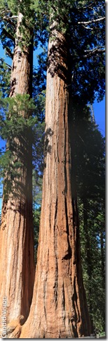 Sequoia-